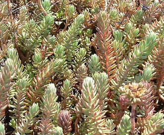 Sedum rupestre