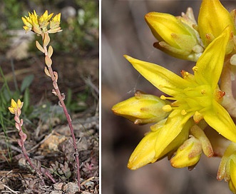 Sedum rupicola