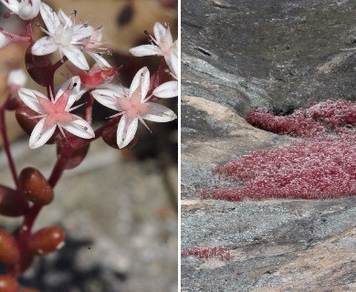 Sedum smallii