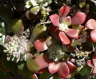 Sedum spathulifolium