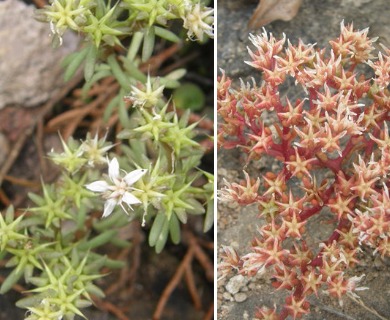 Sedum stelliforme