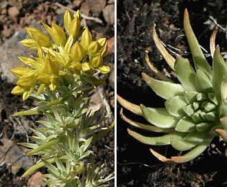 Sedum stenopetalum