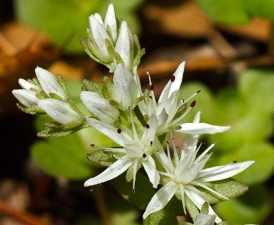 Sedum ternatum