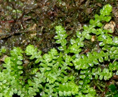 Selaginella douglasii