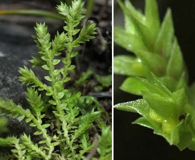 Selaginella eclipes