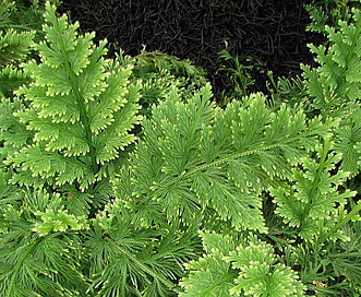 Selaginella pallescens