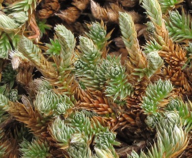 Selaginella peruviana