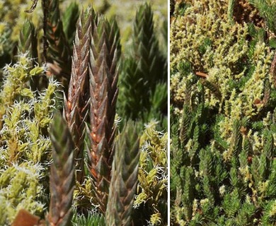 Selaginella scopulorum