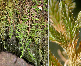 Selaginella wallacei