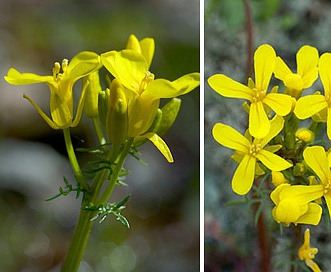 Selenia aurea