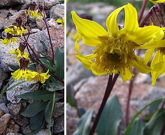 Senecio amplectens