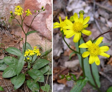 Senecio arizonicus