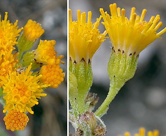 Senecio aronicoides