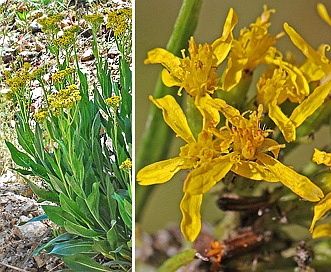 Senecio atratus