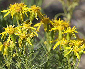 Senecio blochmaniae