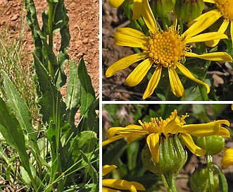 Senecio crassulus