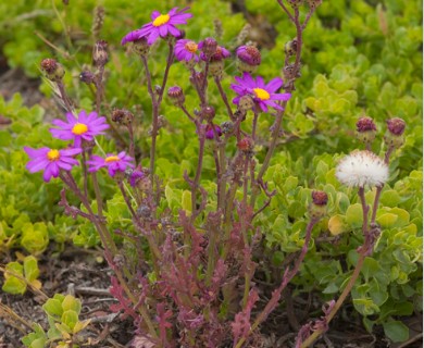 Senecio elegans