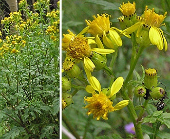 Senecio eremophilus