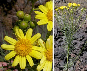 Senecio flaccidus