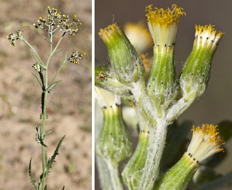 Senecio glomeratus