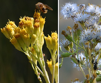 Senecio hydrophilus