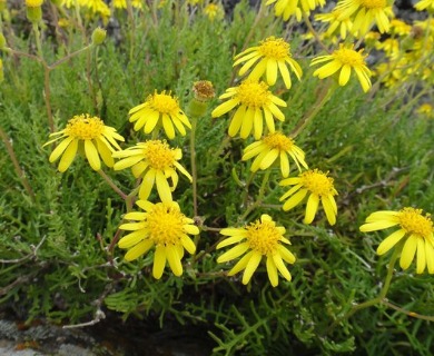 Senecio lyonii