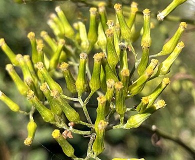 Senecio minimus