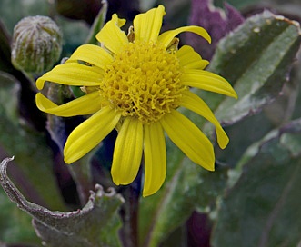 Senecio neowebsteri