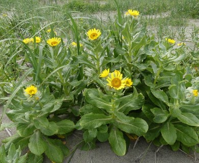 Senecio pseudoarnica