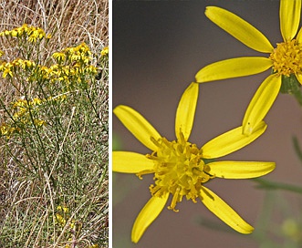 Senecio riddellii