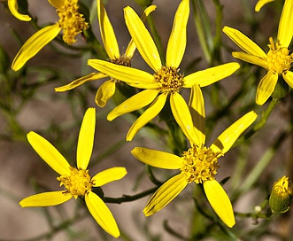 Senecio spartioides