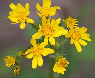 Senecio sphaerocephalus