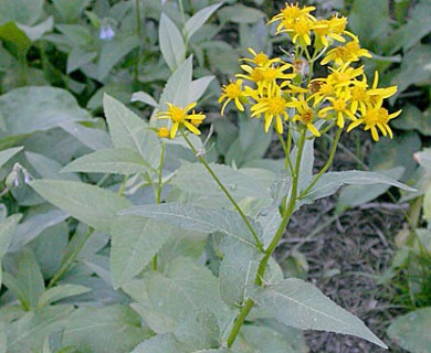 Senecio triangularis