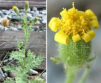 Senecio viscosus