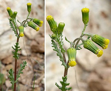 Senecio vulgaris