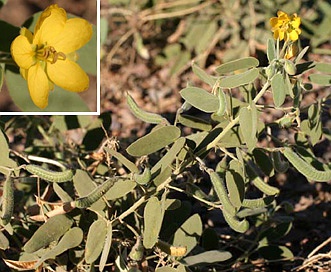 Senna bauhinioides