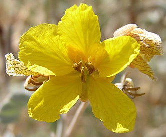 Senna covesii