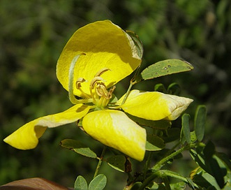 Senna pallida