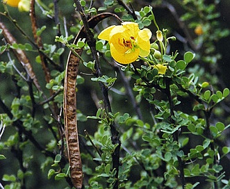 Senna wislizeni