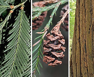 Sequoia sempervirens