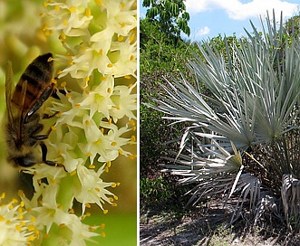 Serenoa repens