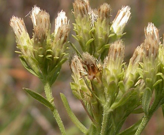 Sericocarpus rigidus