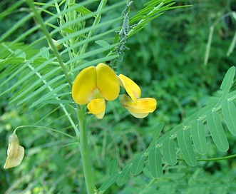 Sesbania herbacea