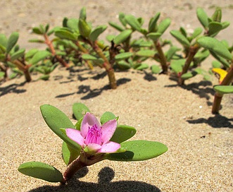 Sesuvium portulacastrum