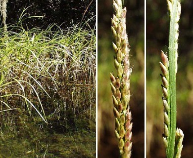 Setaria geminata