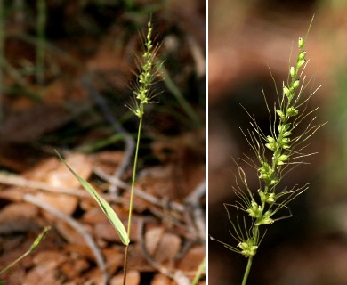 Setaria grisebachii