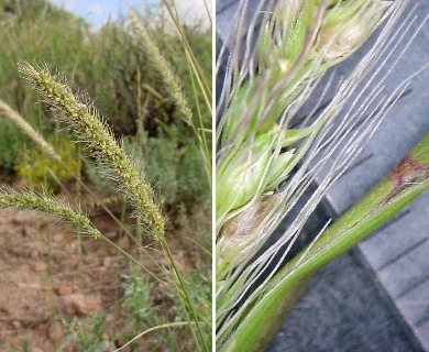 Setaria leucopila