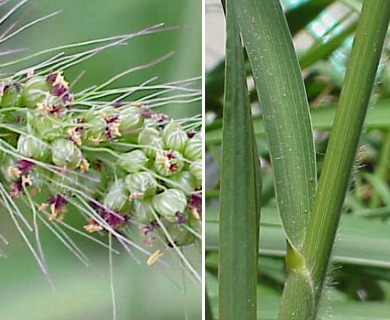 Setaria macrostachya