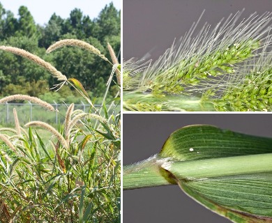 Setaria magna