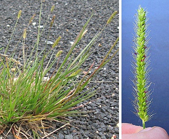 Setaria parviflora